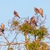 8 Must-Visit Hawk Migration Hot Spots