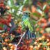 How to Identify a Broad-Billed Hummingbird