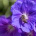 Hardy Cranesbill Geranium Care and Growing Tips