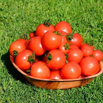 A bowl of Mountain Magic variety of Tomatoes, UK