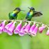 Discover the Colorful Hummingbirds of Costa Rica