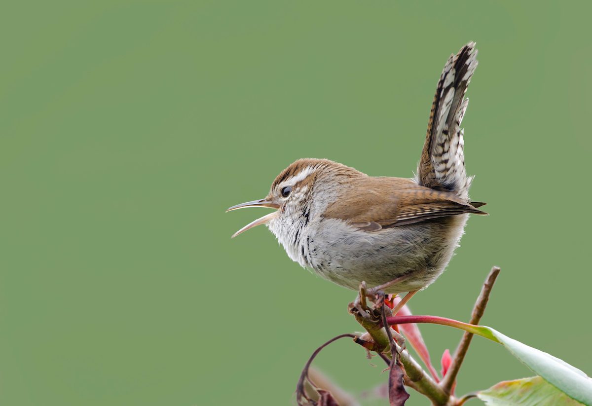 How to Identify a Bewick’s Wren