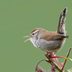 How to Identify a Bewick's Wren