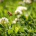 Does No Mow May Really Help Pollinators?