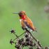 Rufous vs Allen's: Hummingbird Look-Alikes