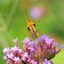 Meet the Tiny Fiery Skipper Butterfly