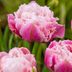 Grow Sugar Crystal Double Tulips for Fringed Flowers