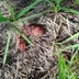 See What a Sphinx Moth Caterpillar and Pupa Looks Like