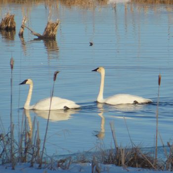 trumpeter swan