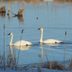 How to Identify a Trumpeter Swan