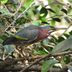 How to Identify a Green Heron