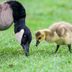 Canada Goose: Bird Facts and Identification