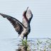 How to Identify a Little Blue Heron