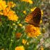 Coreopsis (Tickseed) Flower Care and Growing Tips