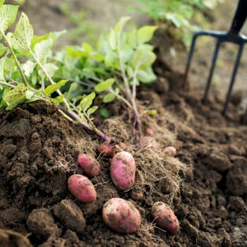 how to grow Potatoes