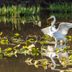 Meet the Marsh Birds That Live Among the Reeds