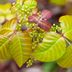 Identify and Get Rid of Poison Ivy, Oak and Sumac