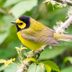 How to Identify a Hooded Warbler