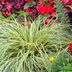 Sedge (Carex) Plant Growing Guide