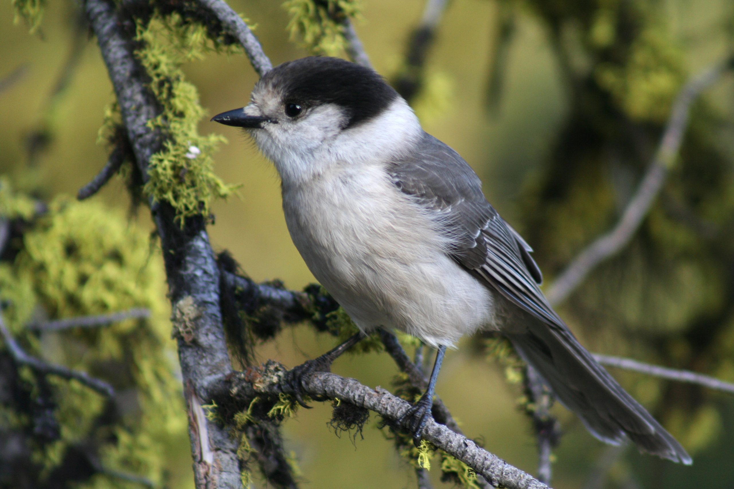 Gray Jay Perching