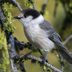 Easy Ways to Make Your Backyard Friendly for Canadian Birds