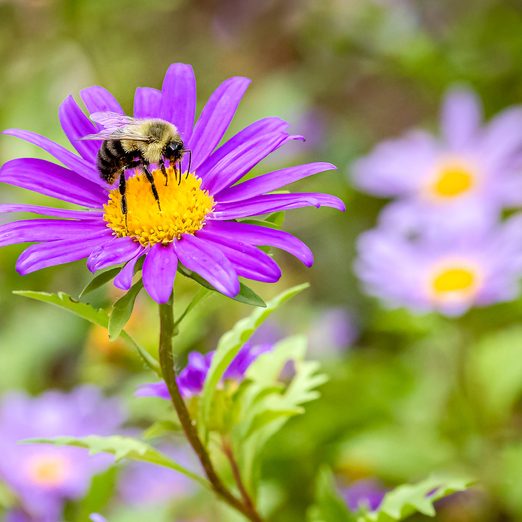 27 Beautiful Bee Pictures We Can’t Stop Buzzing About