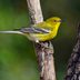 How to Identify and Attract a Pine Warbler