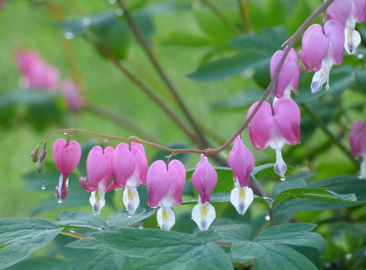 Bleeding Heart: Pretty Cottage Garden Blooms