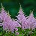 Top 10 Perennial Flowers for Shade