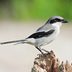 Loggerhead Shrike: A Songbird That Thinks It's a Raptor