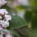 Korean Spice Viburnum Care and Growing Tips