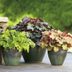 The Ultimate Guide to Growing Coral Bells (Heuchera)