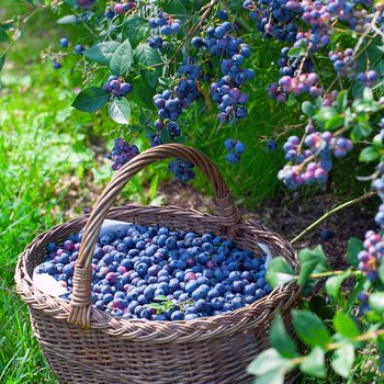 Growing,blueberries edible shrubs