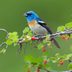 Western Birds and Their Eastern Counterparts