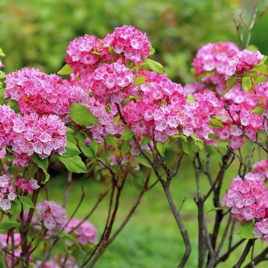 Kalmia Latifolia / Mountain Laurel Flower, large shrubs