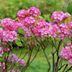 Small, Medium and Large Shrubs for Every Landscape