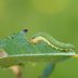 How to Prevent Rose Sawfly Larvae Damage