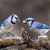 Do Birds Eat Nuts? How to Safely Feed Nuts to Birds