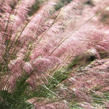 Muhly Grass Blooming Delicately In Pink, ornamental grass