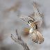 Born to Stun: Meet the Falcon Bird Family