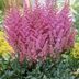 Astilbe Plant Care and Growing Tips