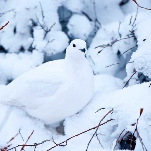 willow ptarmigan camouflage in birds