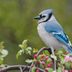 How to Identify and Attract Blue Jays