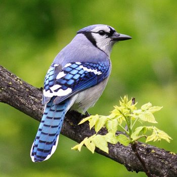 blue jay, birds with bad reputation