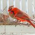 The Best Dad Birds and How They Help out Around the Nest