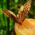 Try Attracting Butterflies With Fruit