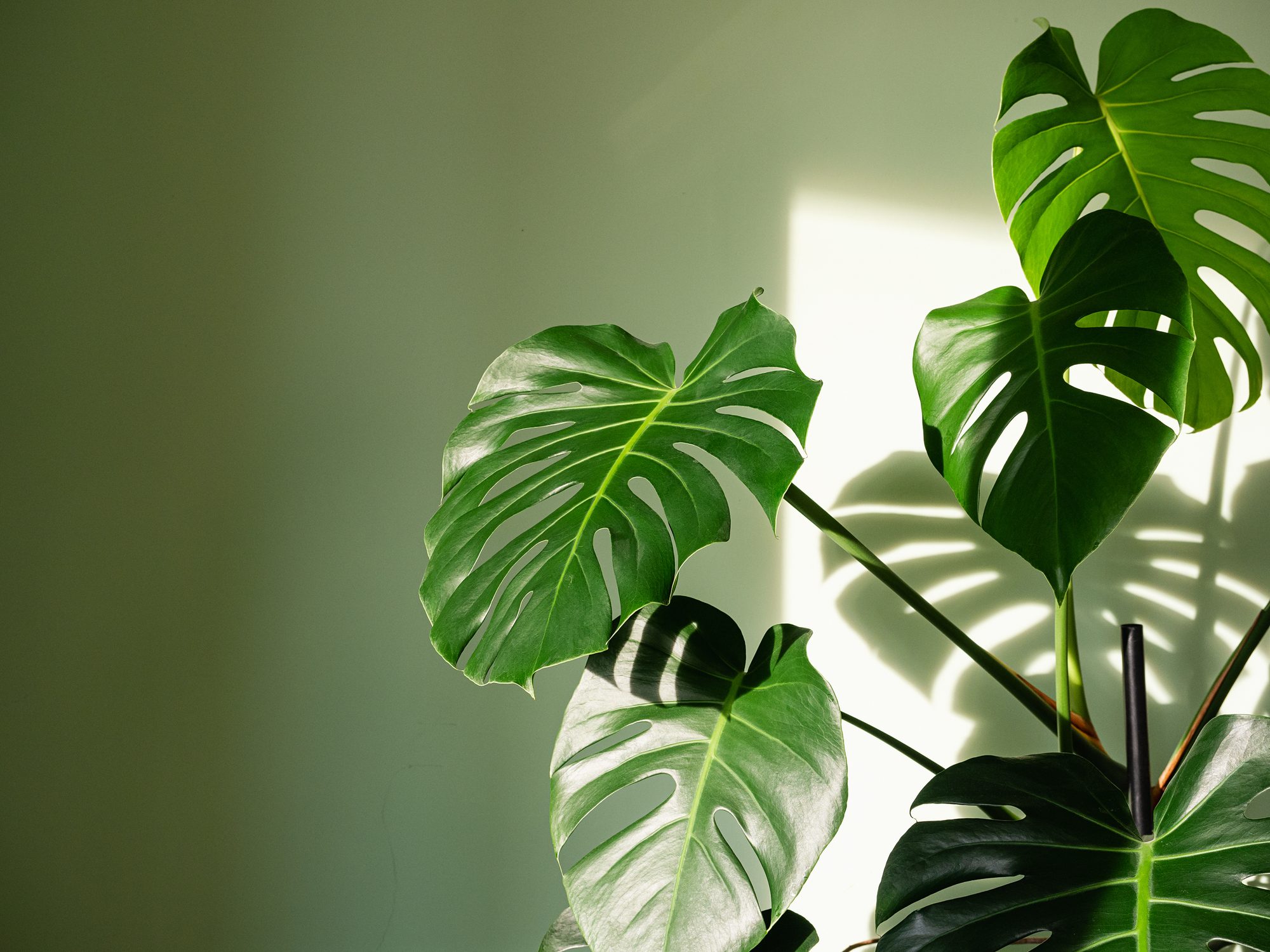 Monstera Plant Care and Growing Tips