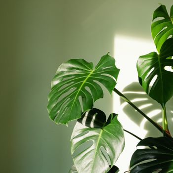 Monstera deliciosa houseplant in bright sunlight