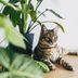 11 Poisonous Plants Every Cat Owner Should Avoid