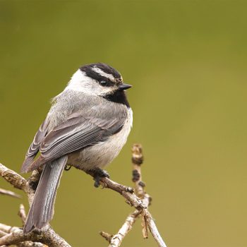 Mountainchickadee1 050409